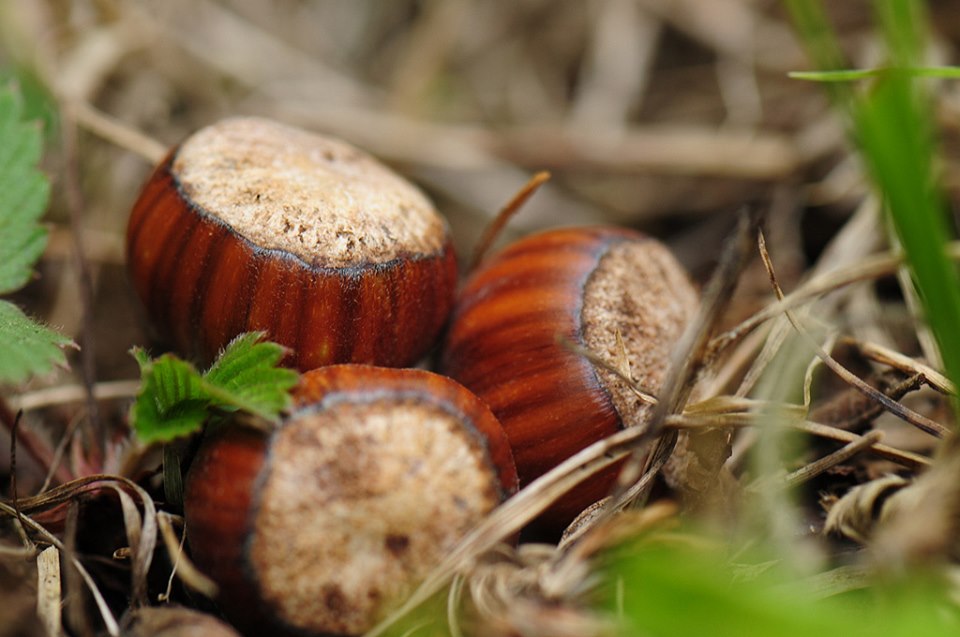 Fındıkta Hasat Zamanına Dikkat !!!