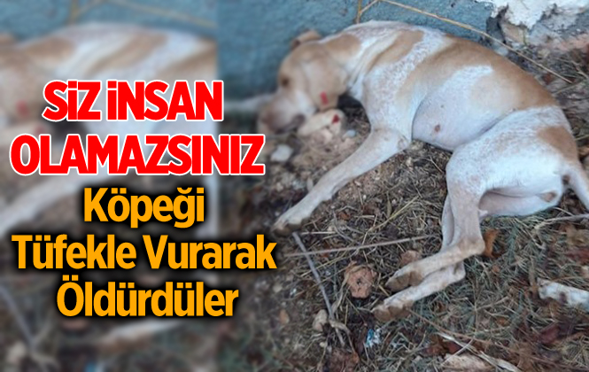 Adacık’da Köpeği Tüfekle Vurarak Öldürdüler